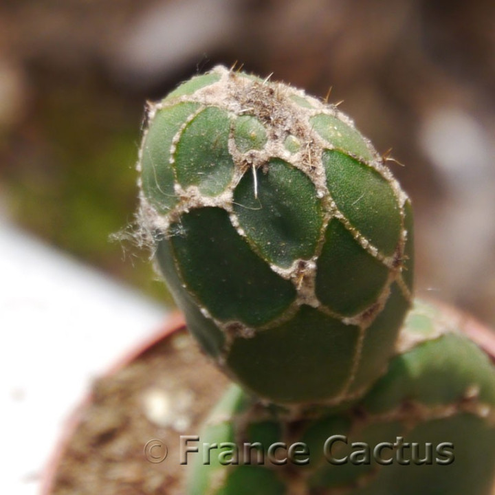 Opuntia zebrina 3