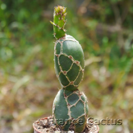 Opuntia zebrina 4