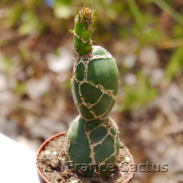Opuntia zebrina 5