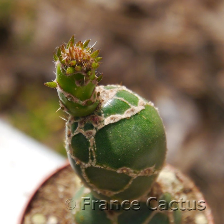 Opuntia zebrina 6