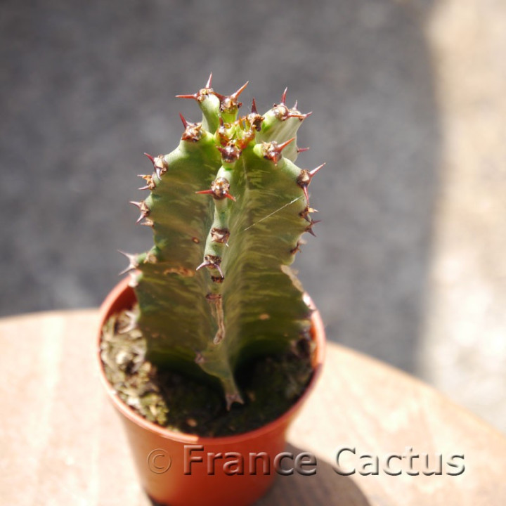 Euphorbia erythraeae 2