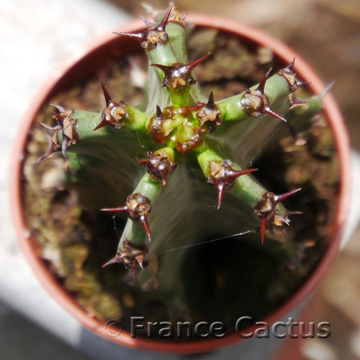 Euphorbia erythraeae variegata – Euphorbe panachée | France Cactus