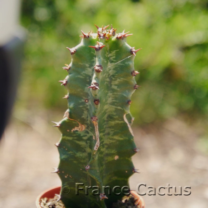 Euphorbia erythraeae 1