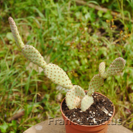 opuntia rufida 1