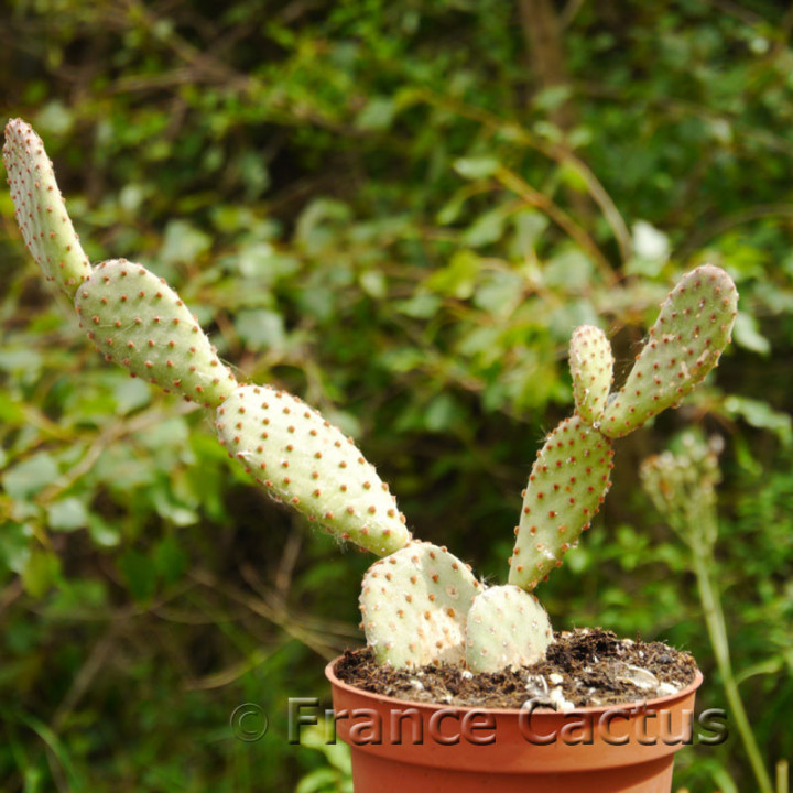 opuntia rufida 2