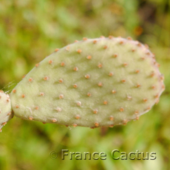 opuntia rufida 3