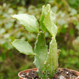 Brasilopuntia brasilensis 6