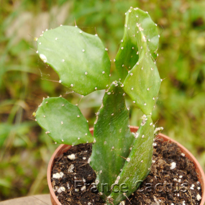 Brasilopuntia brasilensis 5
