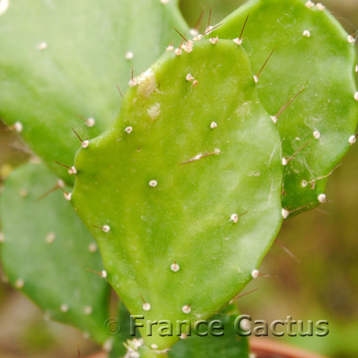Brasilopuntia brasilensis 7