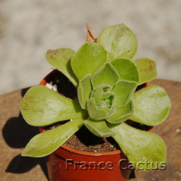 Aeonium "Ballerina" 1