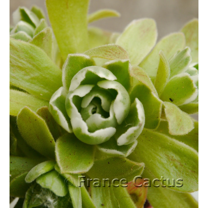 Aeonium "Ballerina" 2