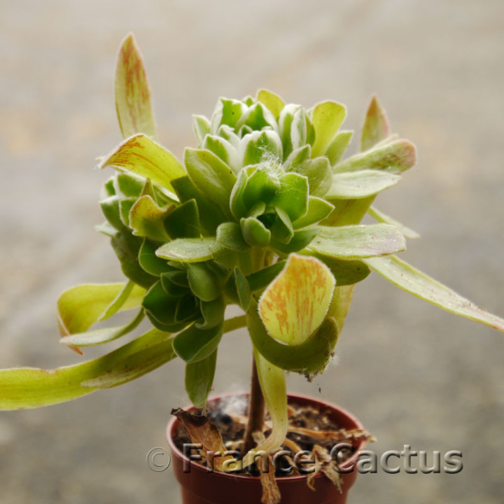 Aeonium "Ballerina" 3