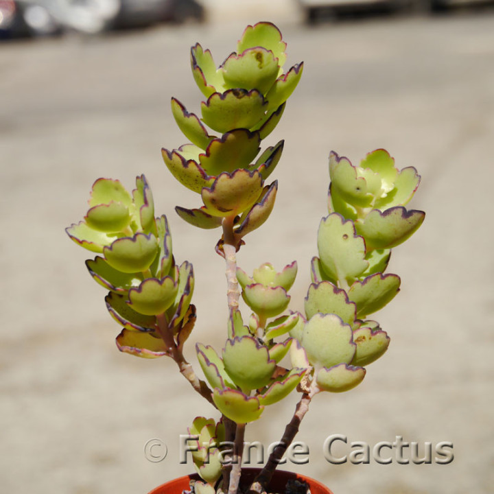Kalanchoe laxiflora 1