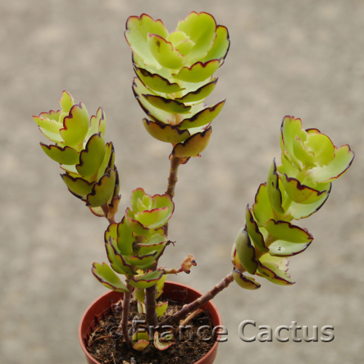 Kalanchoe laxiflora 2