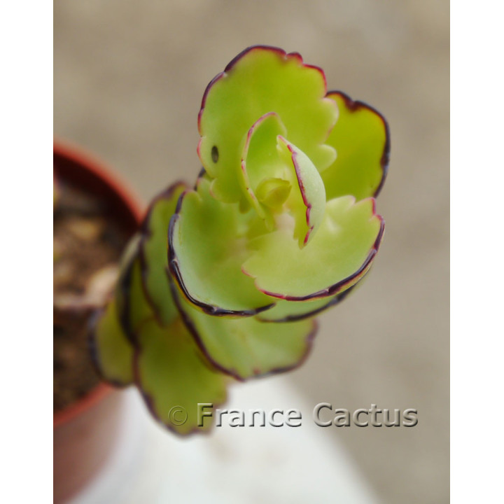 Kalanchoe laxiflora 4