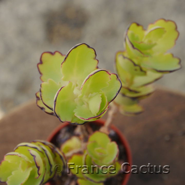 Kalanchoe laxiflora 3