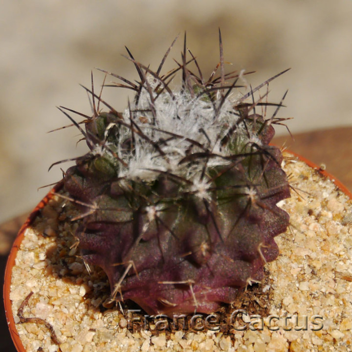 Eriosyce taltalensis 2