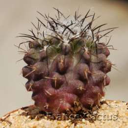 Eriosyce taltalensis 1