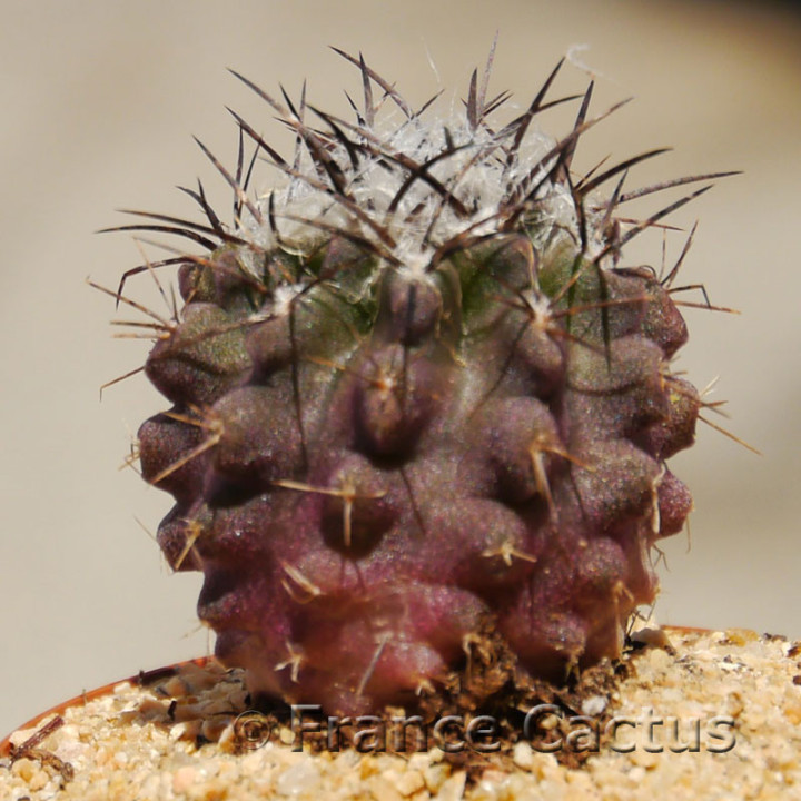 Eriosyce taltalensis 1
