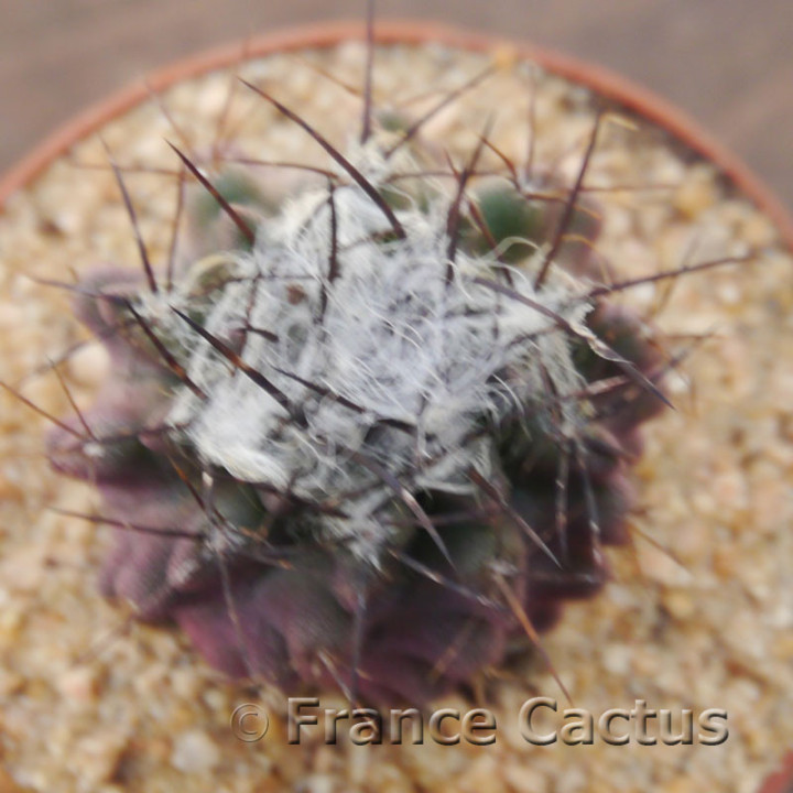 Eriosyce taltalensis 3