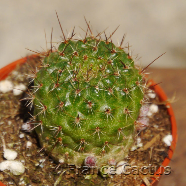 Rebutia marsoneri 2