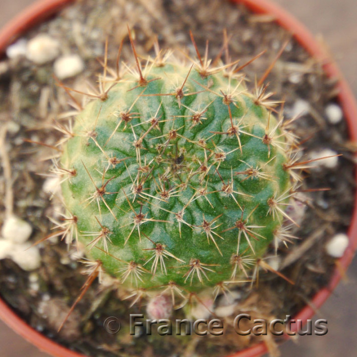 Rebutia marsoneri 3