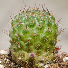 Rebutia marsoneri 1