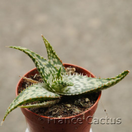 Aloe harlana 1