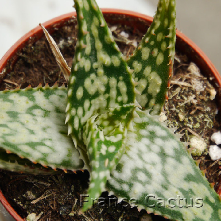 Aloe harlana 3