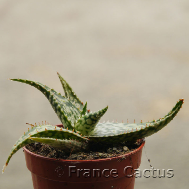 Aloe harlana 2