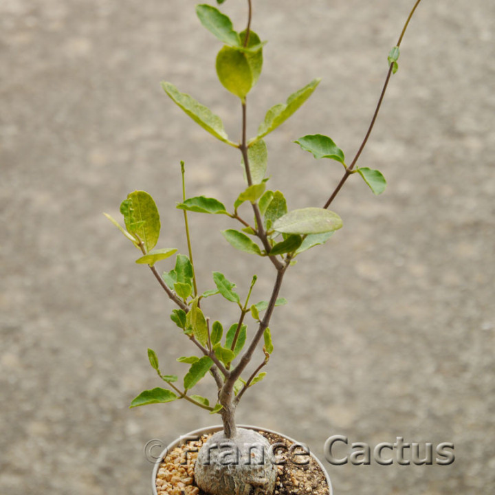 Fockea edulis 2