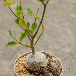 Fockea edulis 1