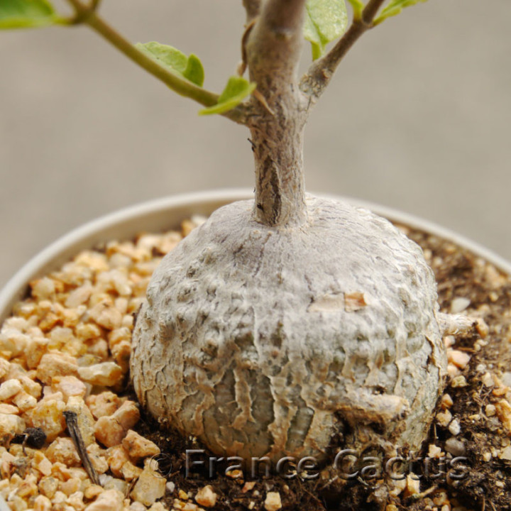 Fockea edulis 3