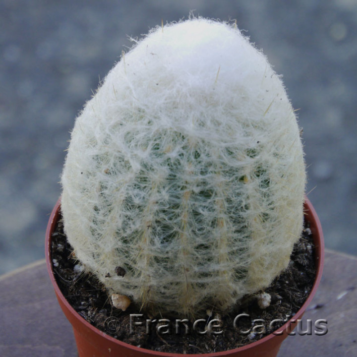 Espostoa nana 2