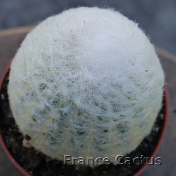 Espostoa nana 3