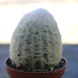 Espostoa nana 1