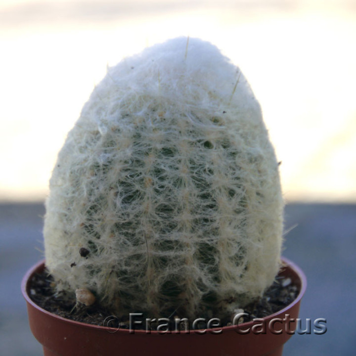 Espostoa nana 1