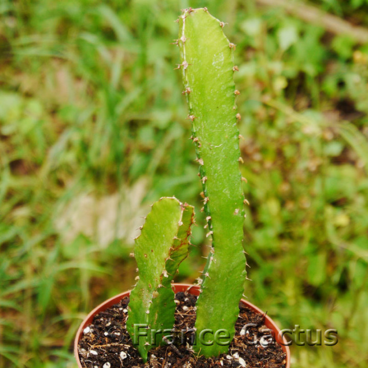 Euphorbia triangularis 2