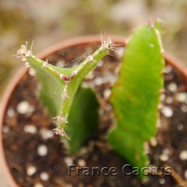 Euphorbia triangularis 3