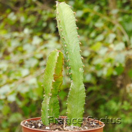 Euphorbia triangularis 1