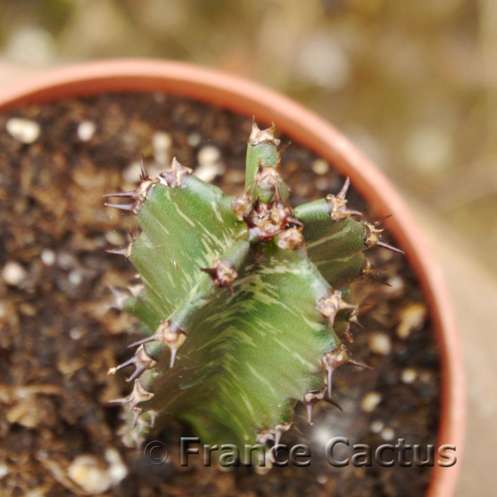 Euphorbia erythraeae 7