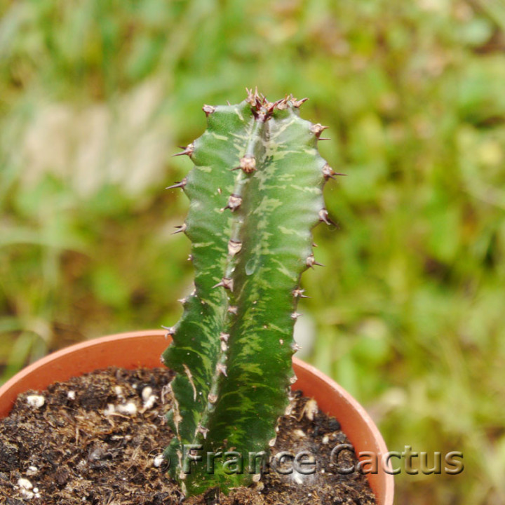 Euphorbia erythraeae 6