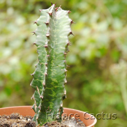 Euphorbia erythraeae 5