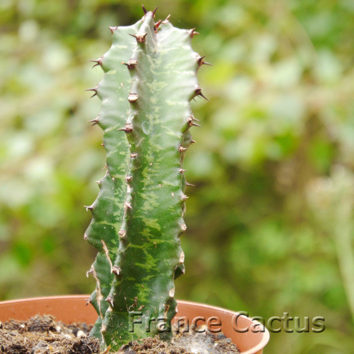Euphorbia erythraeae 5