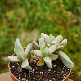 Aloinopsis orpenii 5