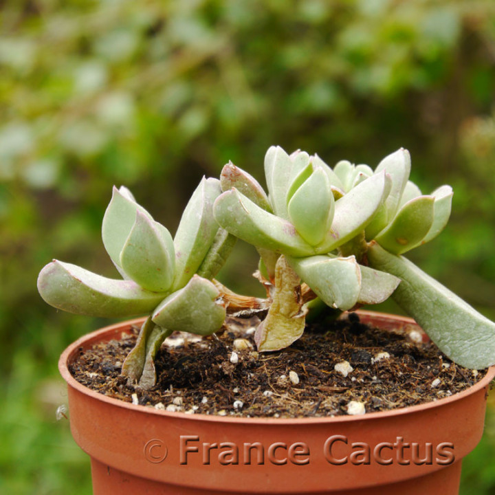 Aloinopsis orpenii 6