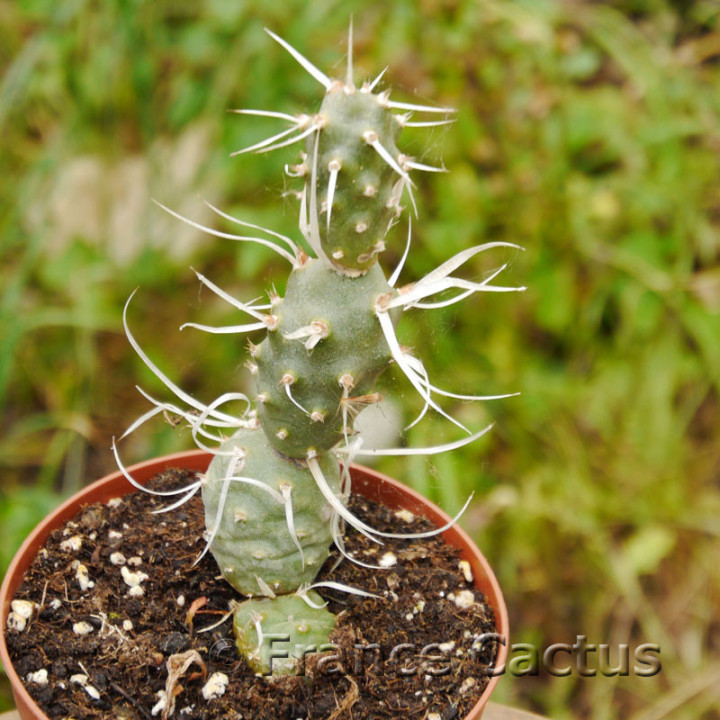 Tephrocactus papyracanthus 7