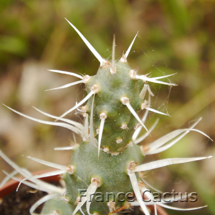 Tephrocactus papyracanthus 8