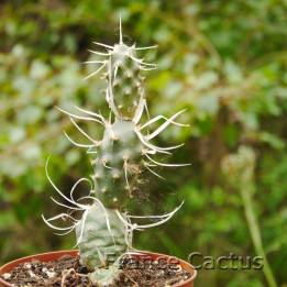 Tephrocactus papyracanthus 6