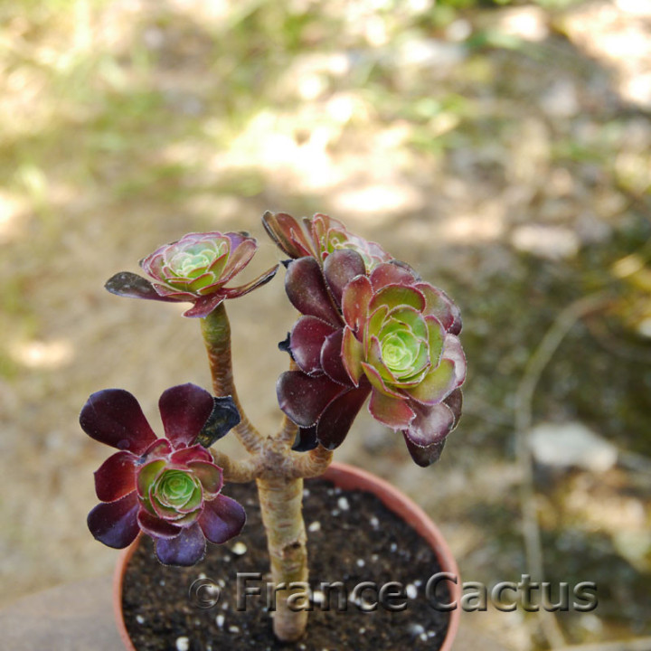 Aeonium atropurpureum 7